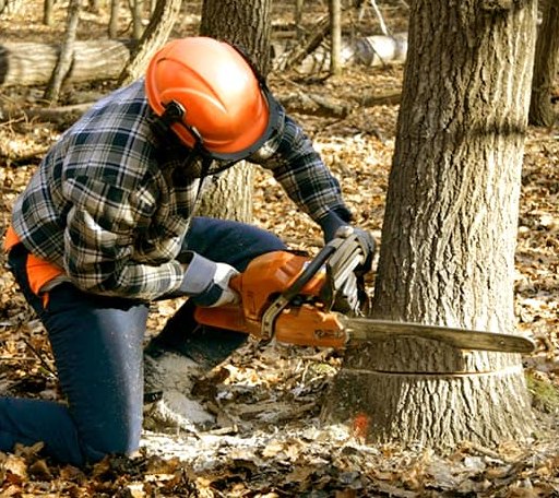 Tree Removal in Represa, CA